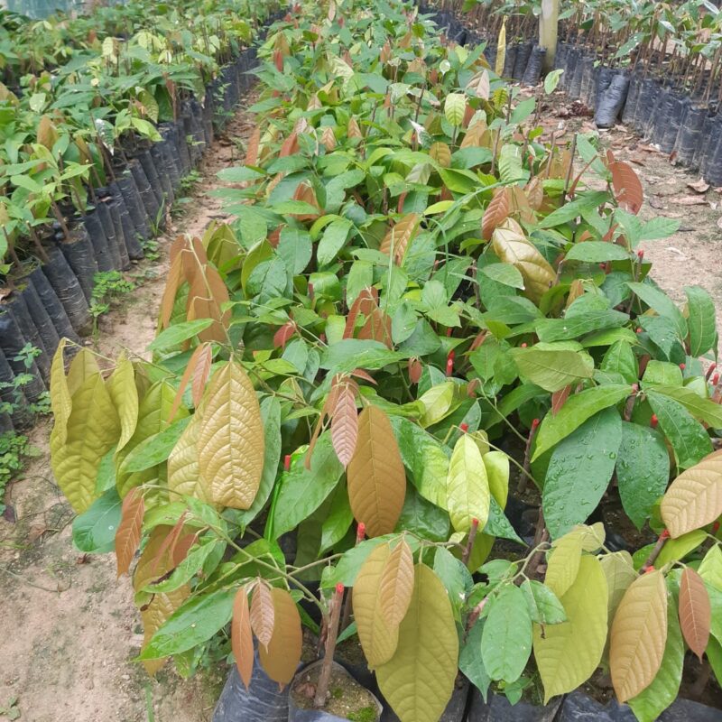 Plantas de Cacao Injertado