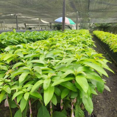 Plantas de Aguacate Injertado