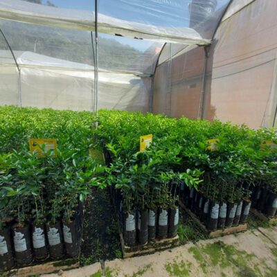 Árboles de limón Tahití injertados