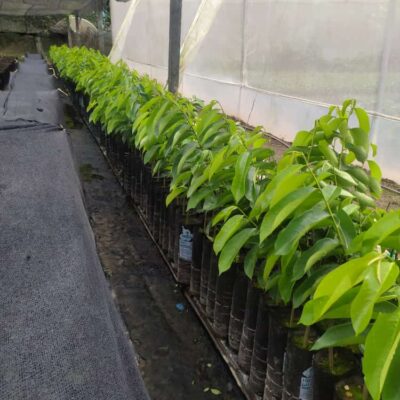 Árboles de Guanábana injertados